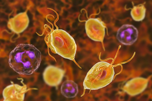 Trichomonas Explained: A Clear Guide for Singaporeans